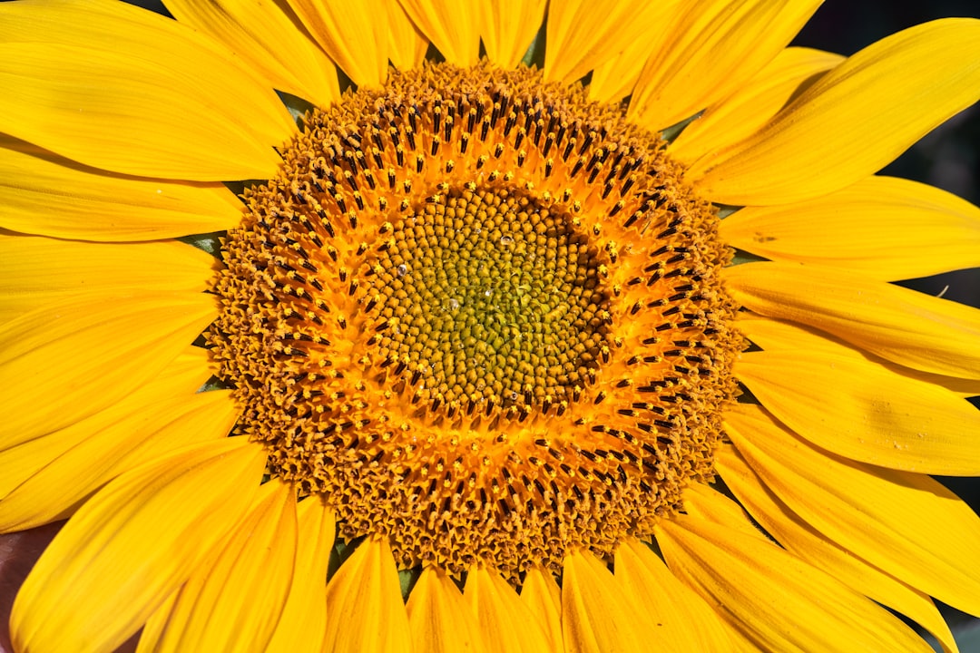 yellow sunflower in close up photography