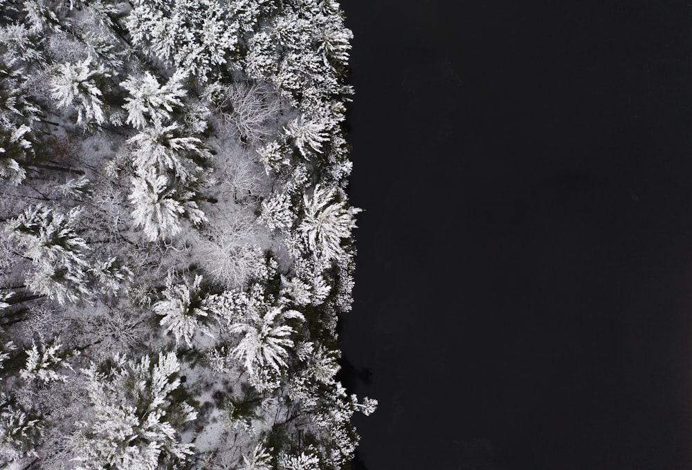 white and black floral textile