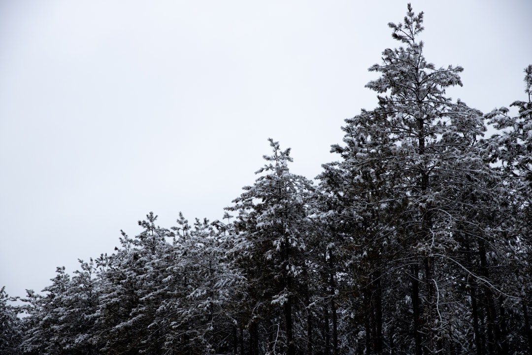 green pine trees under white sky