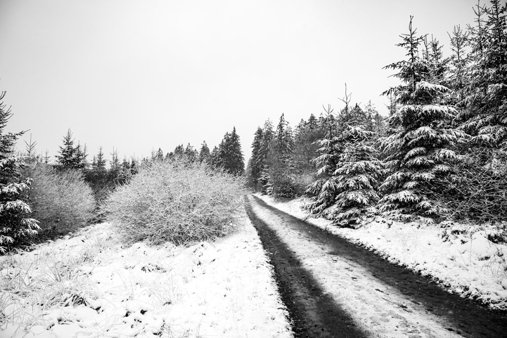 grayscale photo of trees and road