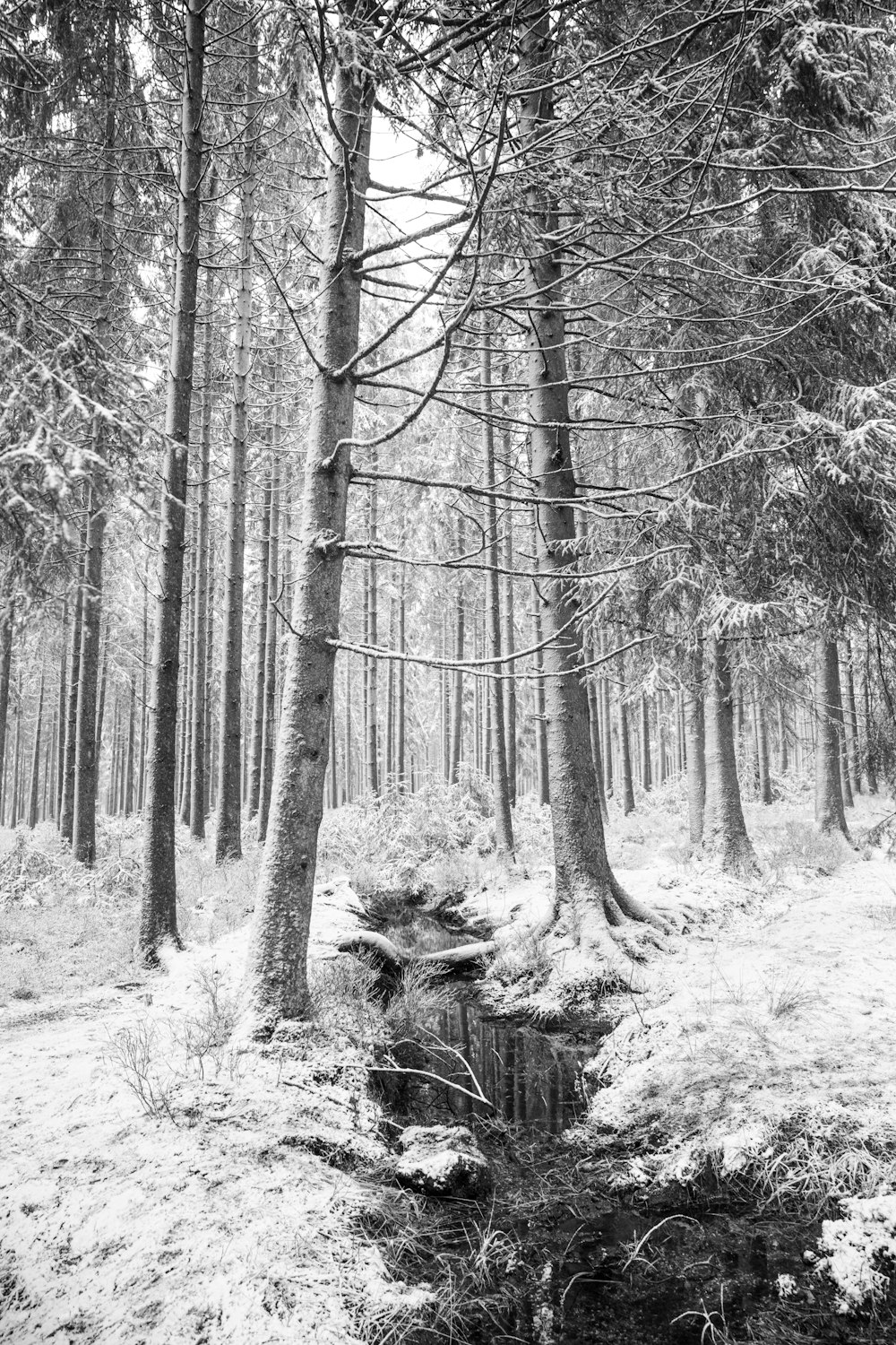 grayscale photo of trees in forest