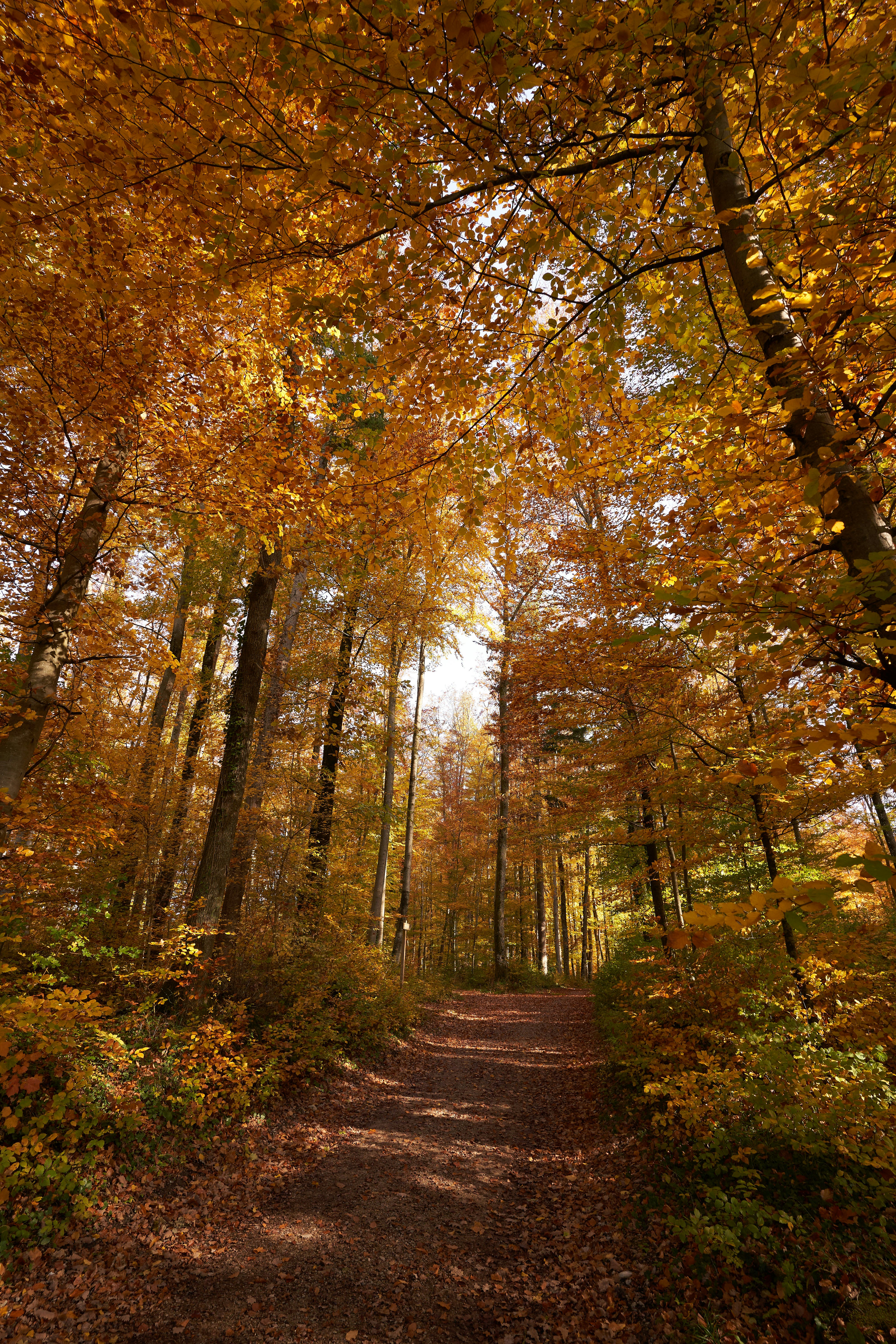 Photo by wolfgang_hasselmann