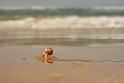 A vibrant close-up of a rare seashell resting on sunlit white sand with gentle waves in the background.
