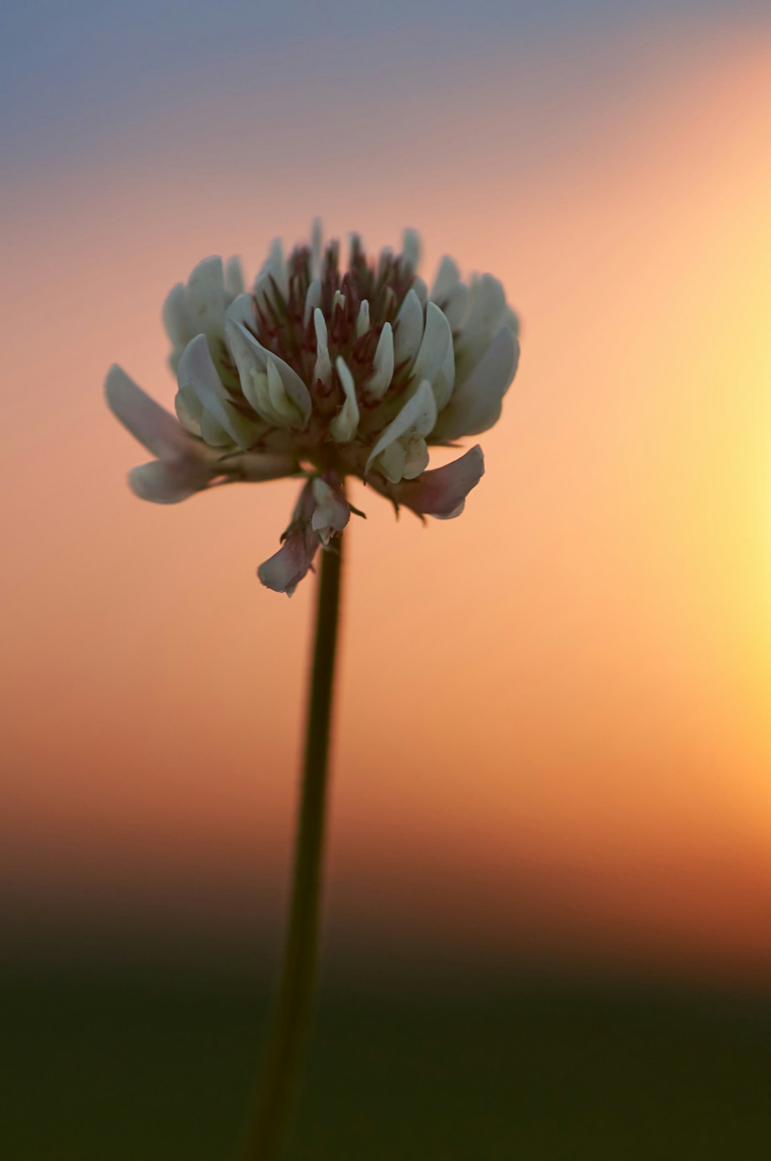 white flower in macro shot