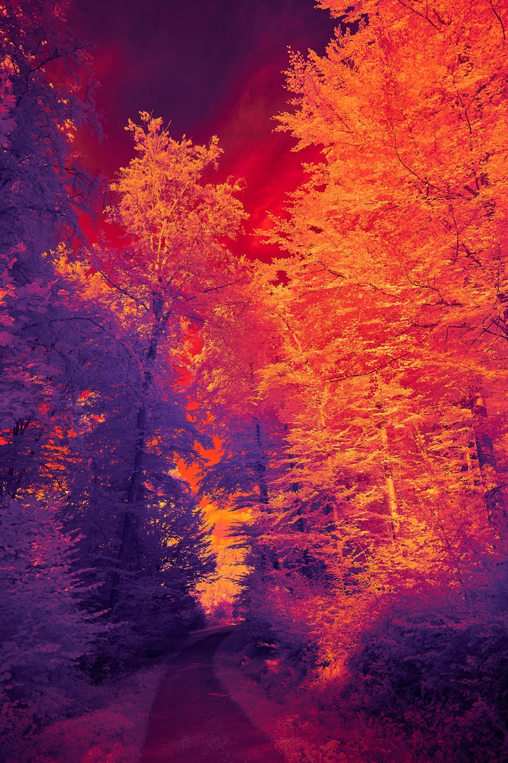 red and brown trees during daytime