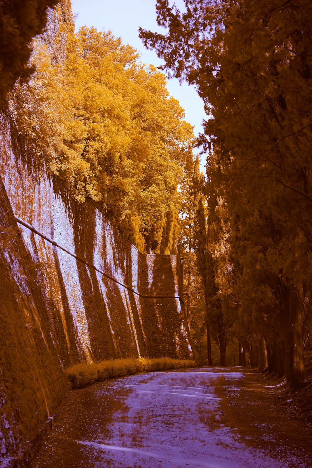 yellow leaf trees during daytime