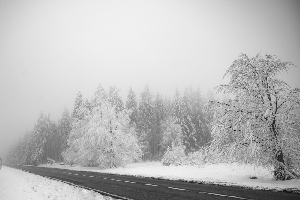 snow covered trees and road