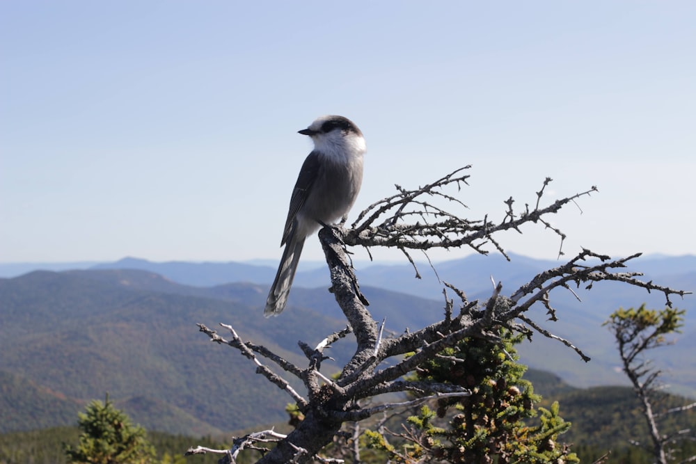 white and gray bird on tree branch during daytime