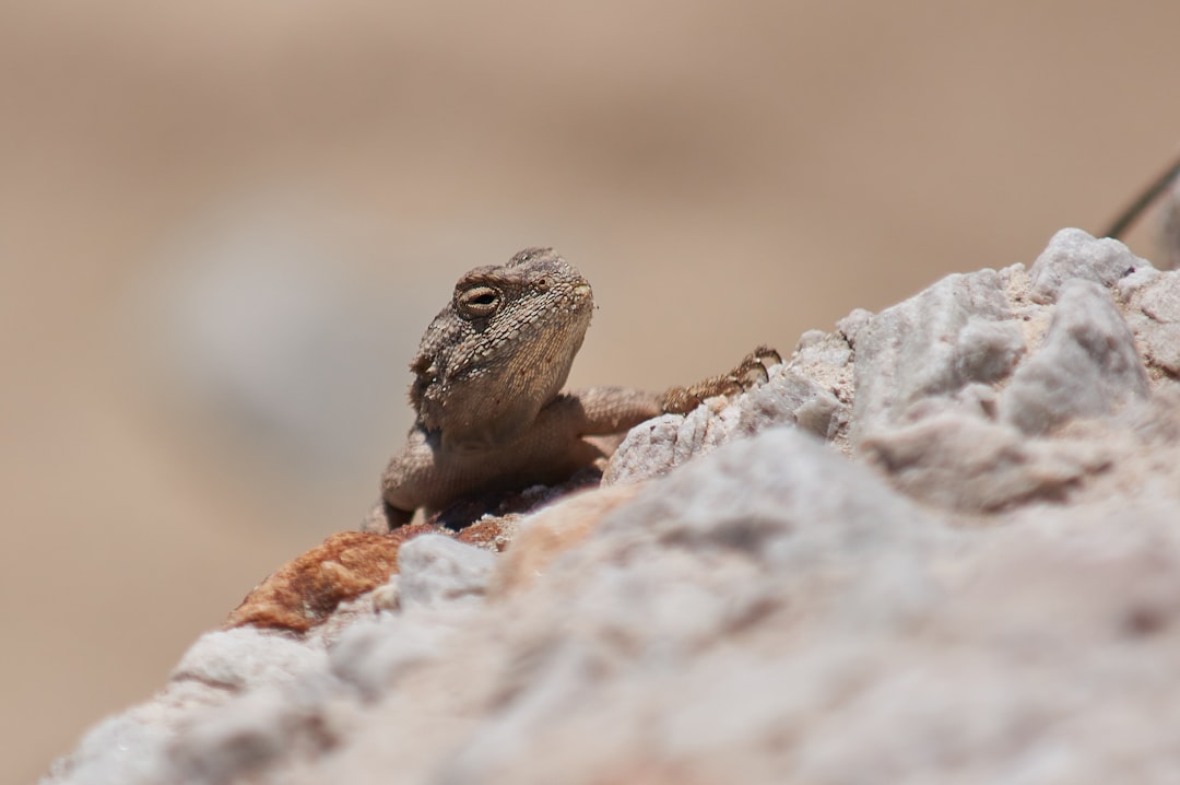 brown and gray lizard on gray rock