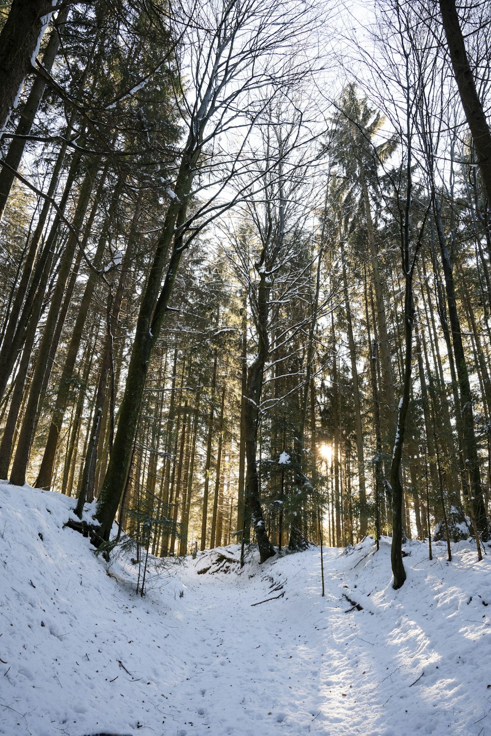 brown trees on snow covered ground during daytime