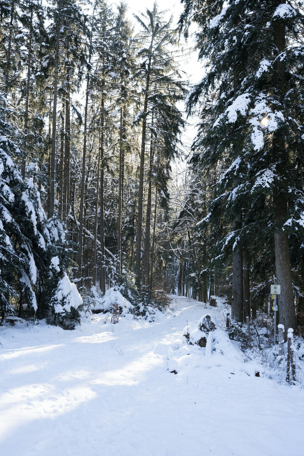 snow covered trees during daytime