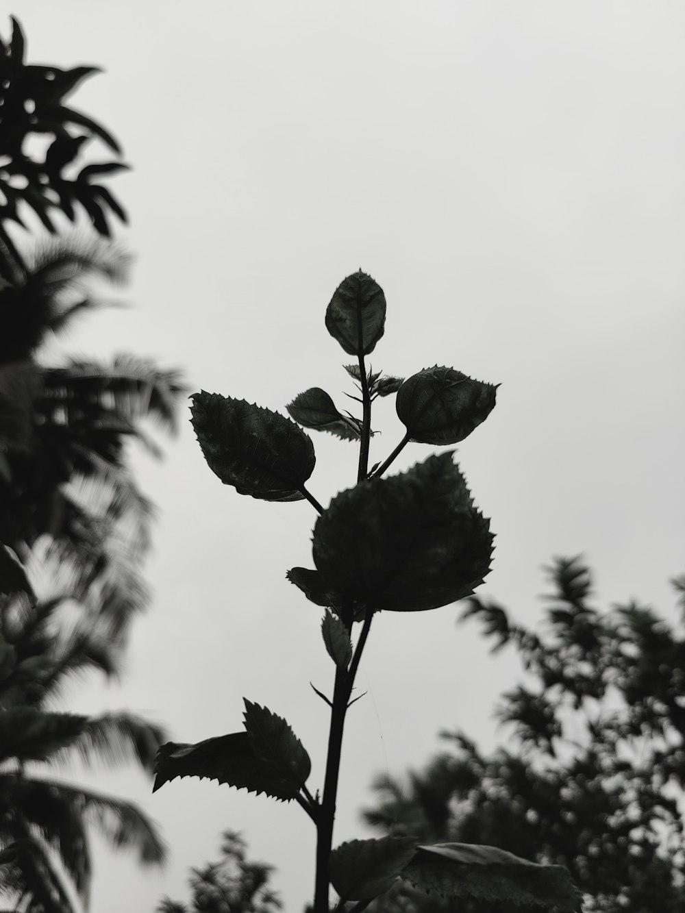 silhouette of plant during daytime