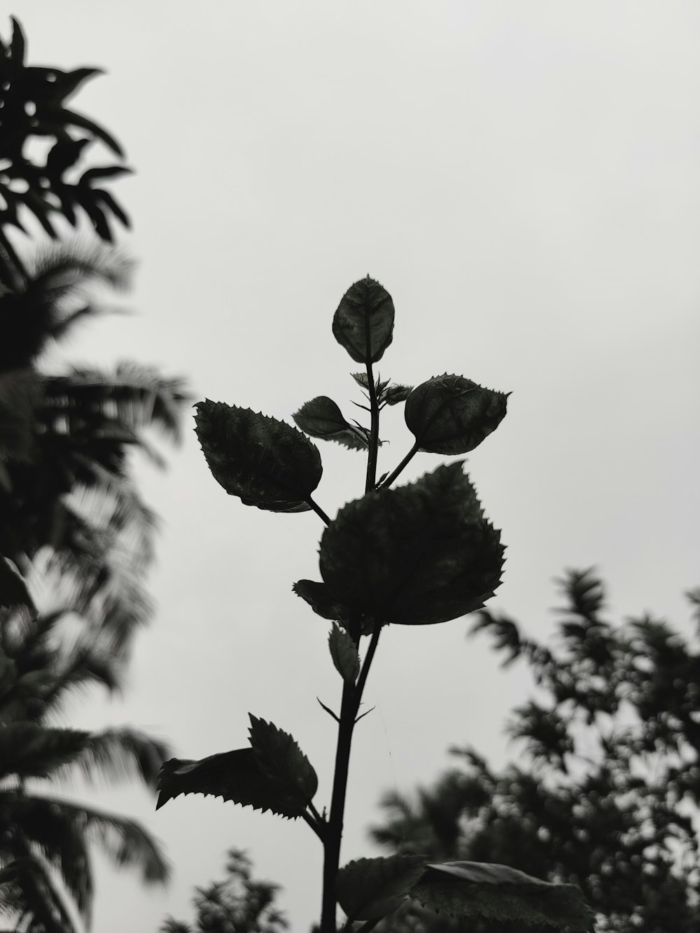 昼間の植物のシルエット