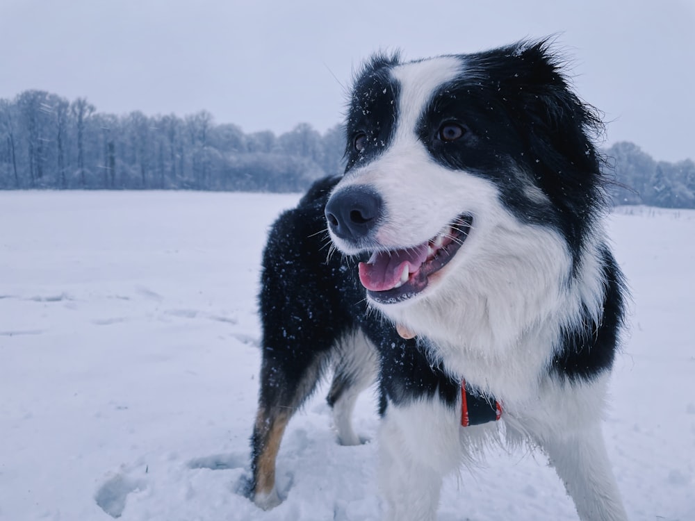 black and white border collie on snow covered ground during daytime