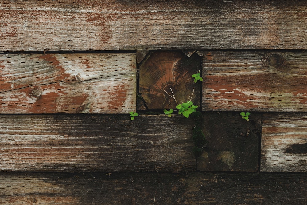 green plant on brown wooden surface