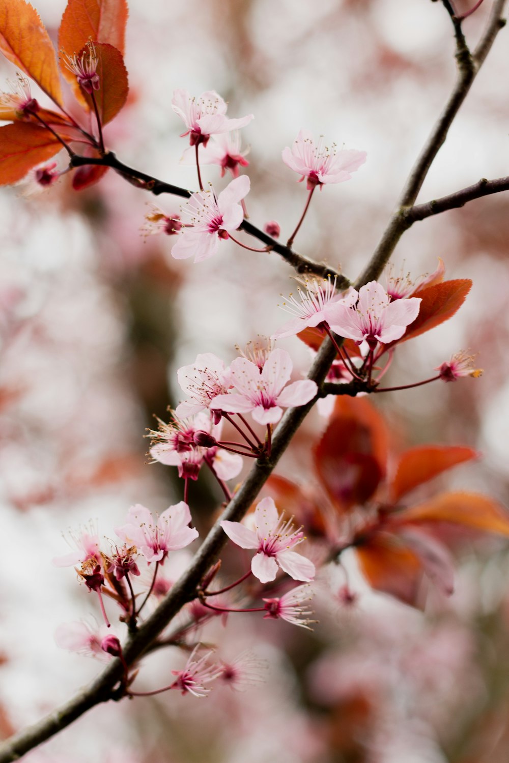 pink cherry blossom in bloom during daytime