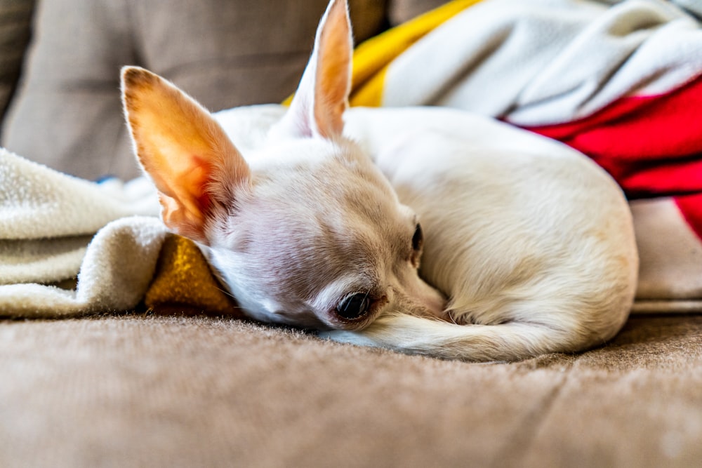 white chihuahua lying on brown textile