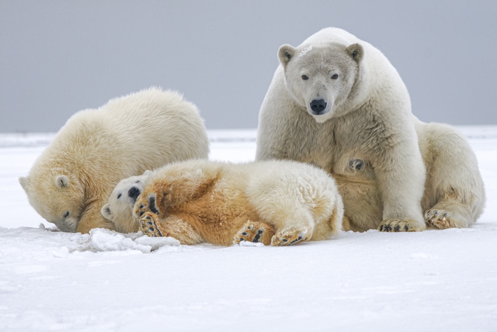 낮 동안 눈 덮인 땅에 흰 북극곰