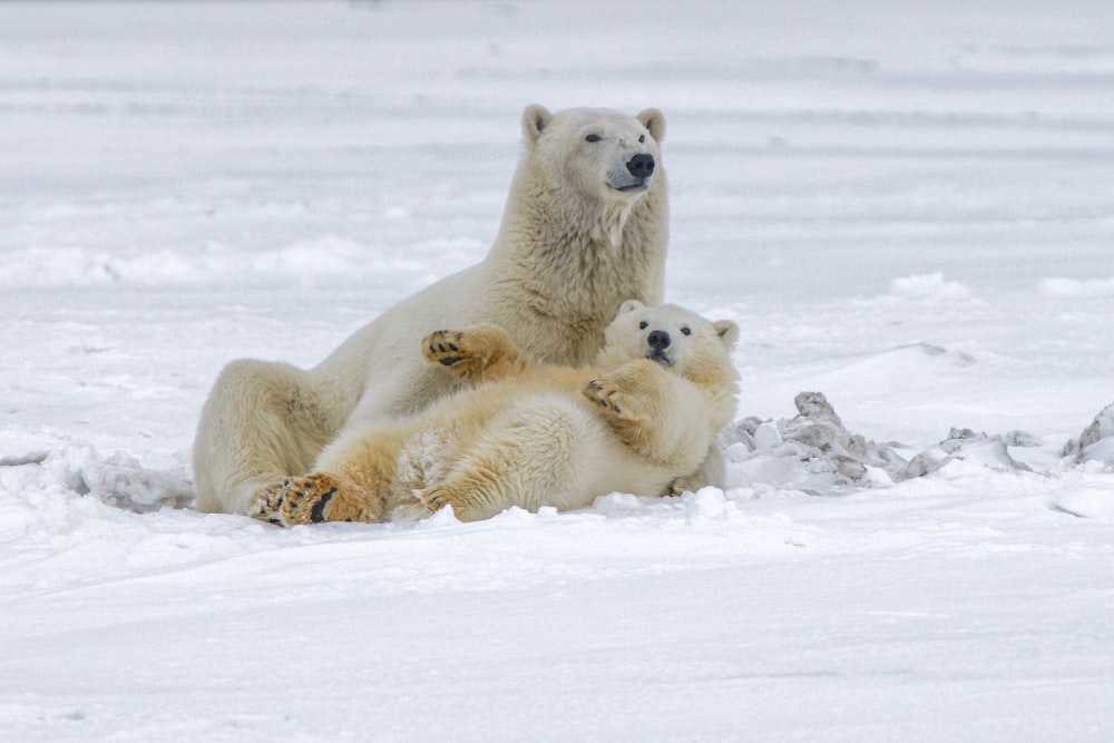 polar bear on snow covered ground during daytime