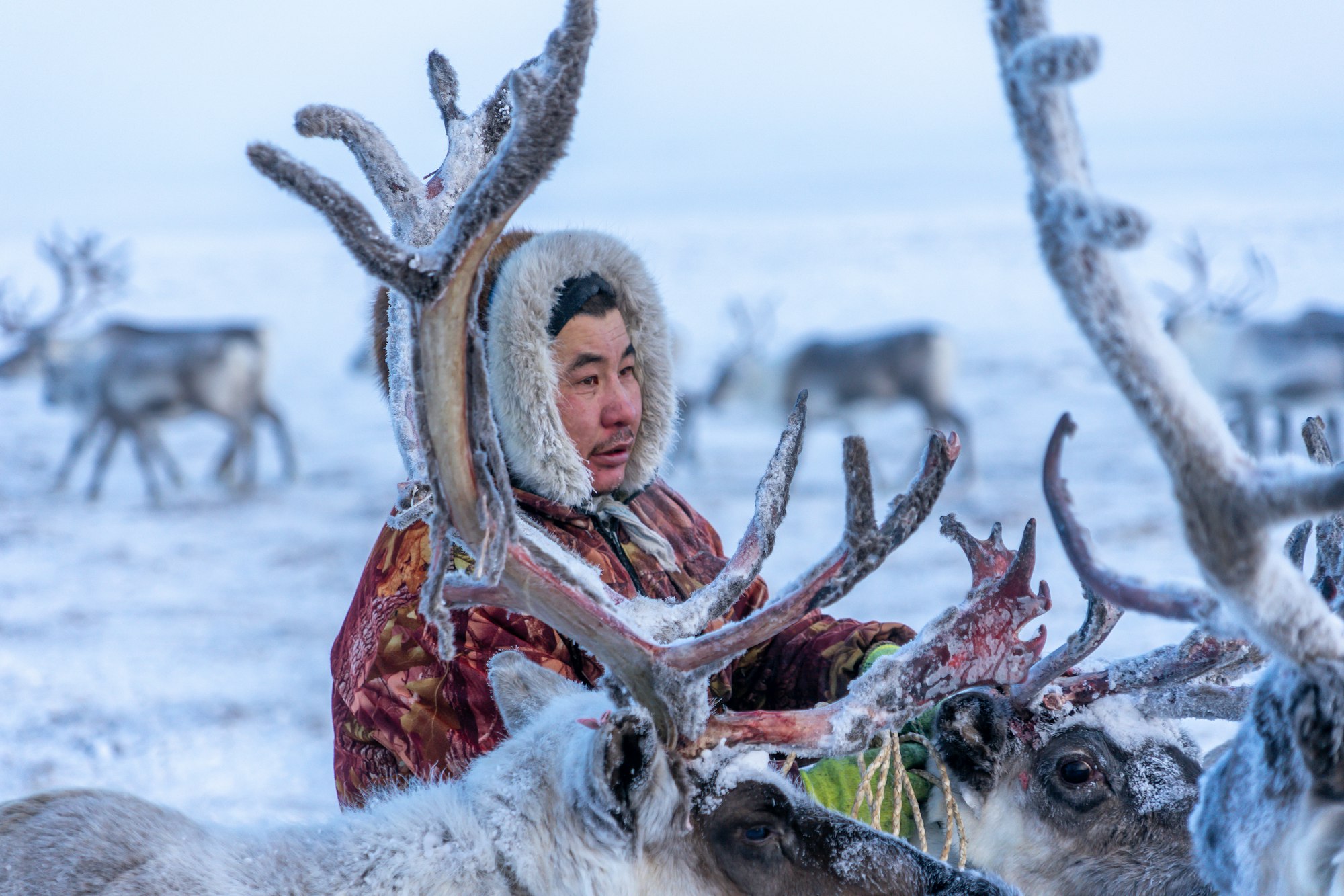 Dolgan reindeer herder, northern Siberia (Yakutia)