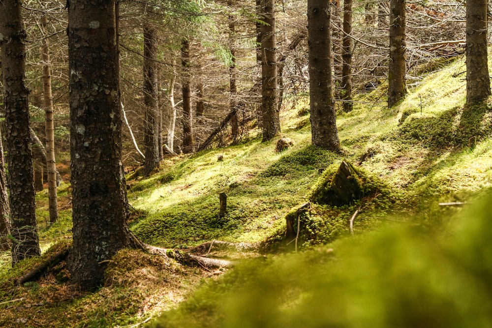 green grass and brown trees