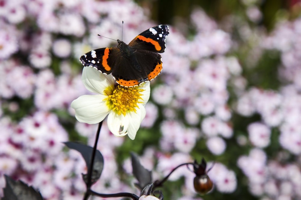 black orange and white butterfly perched on white flower