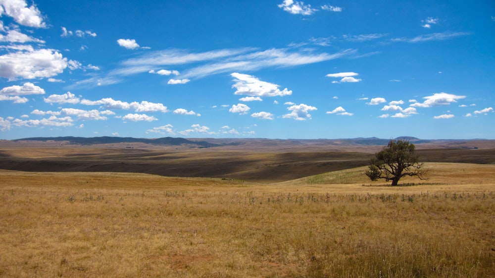 brown grass field under blue sky during daytime