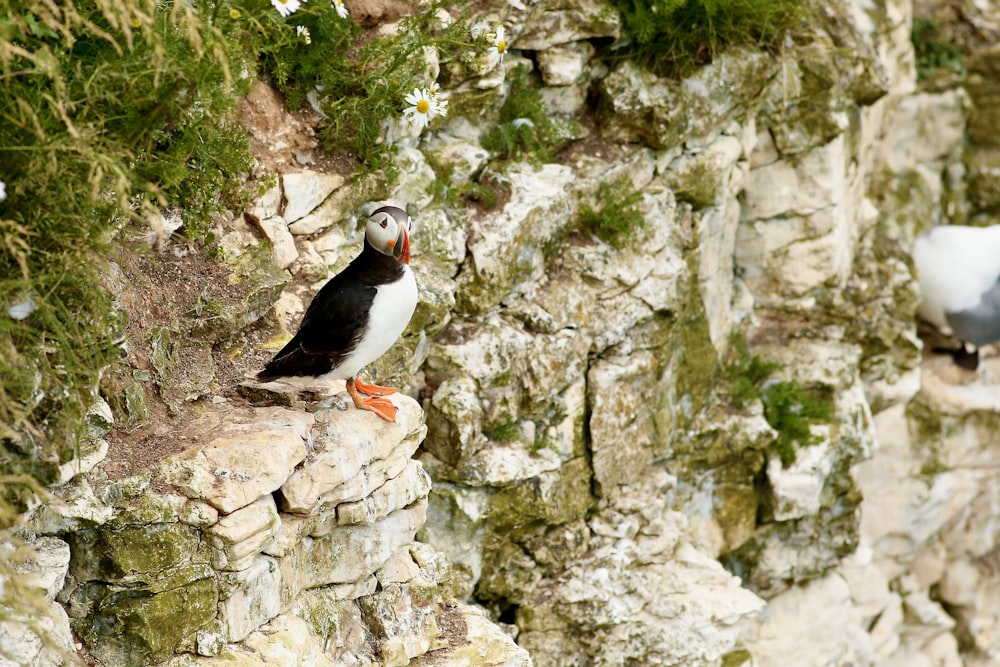 Uccello bianco e nero su roccia marrone
