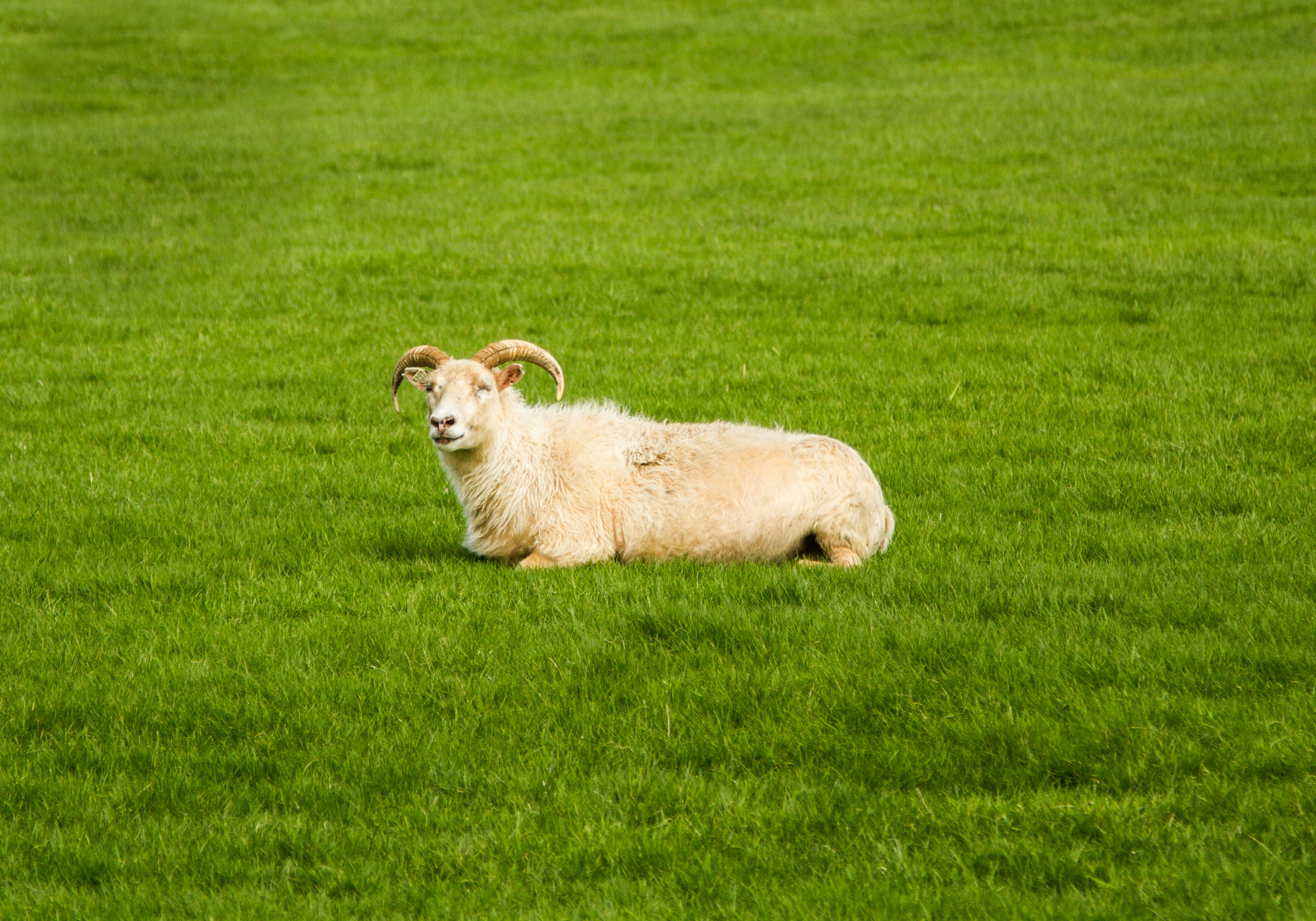 Why Dogs Circle or Rub on Mats After Bathing