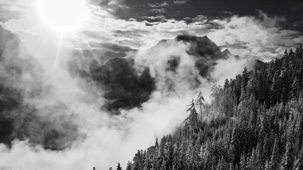 green trees under white clouds