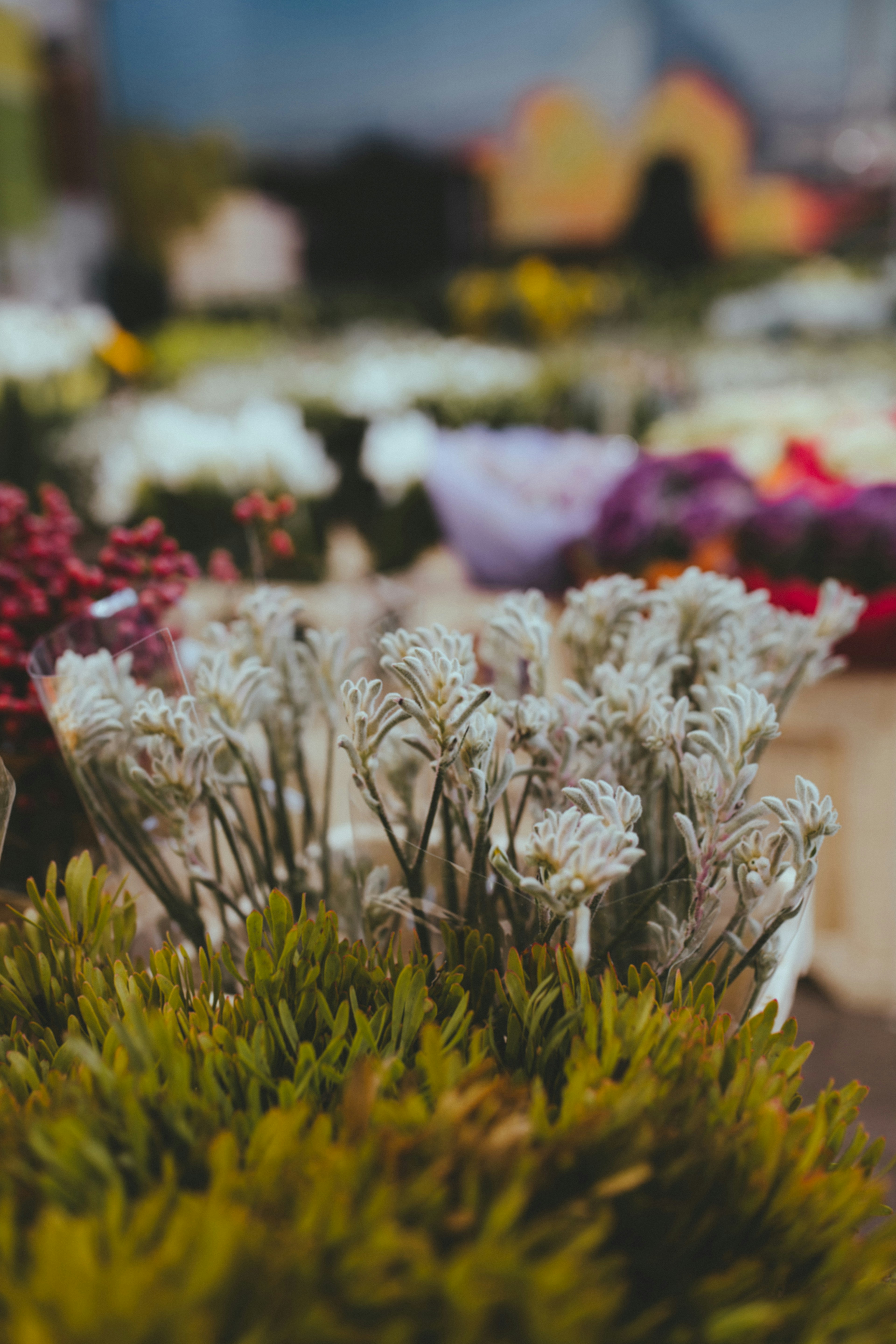 Photo by i_am_simoesse