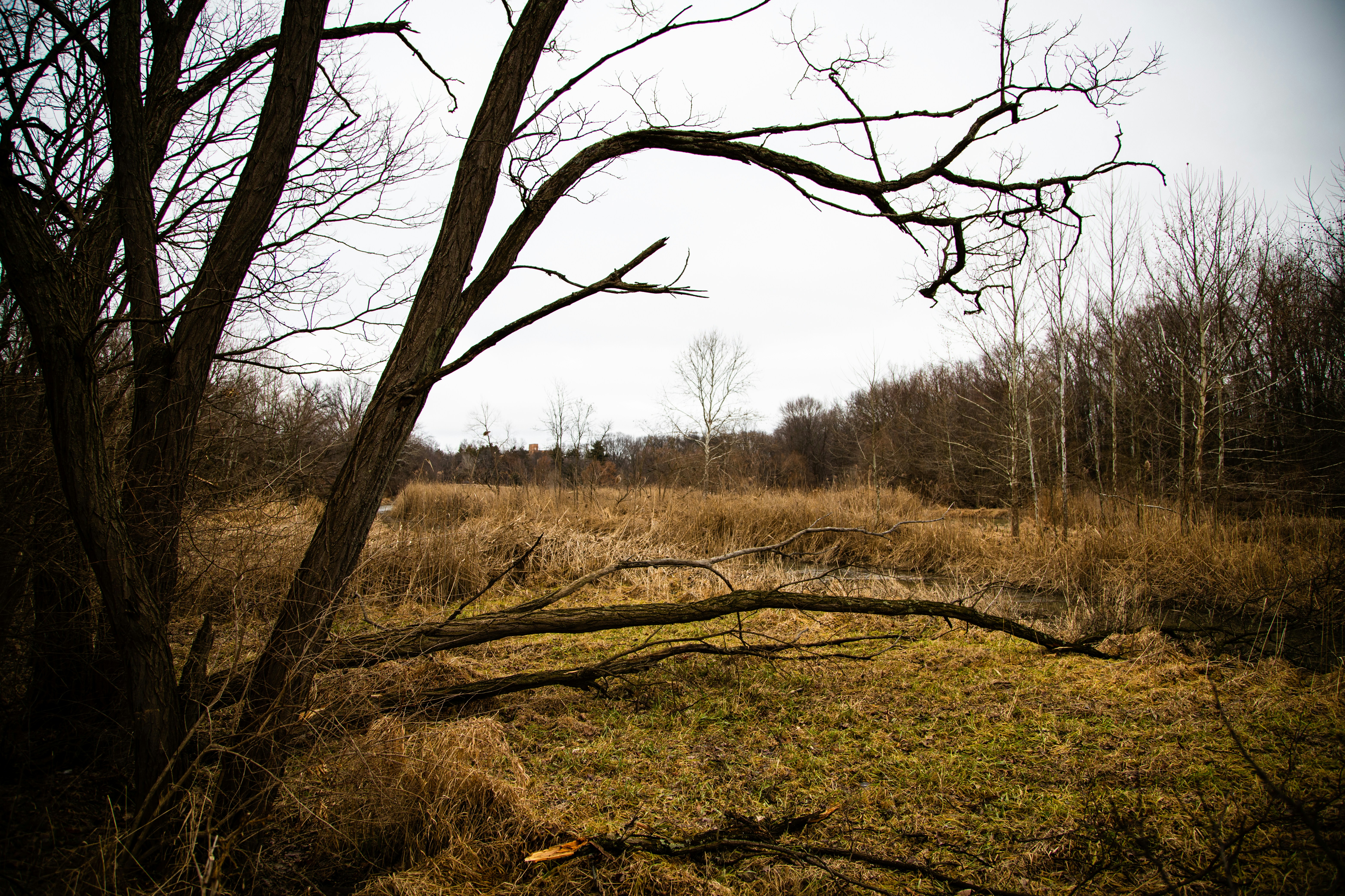 Photo by drkolomiyets