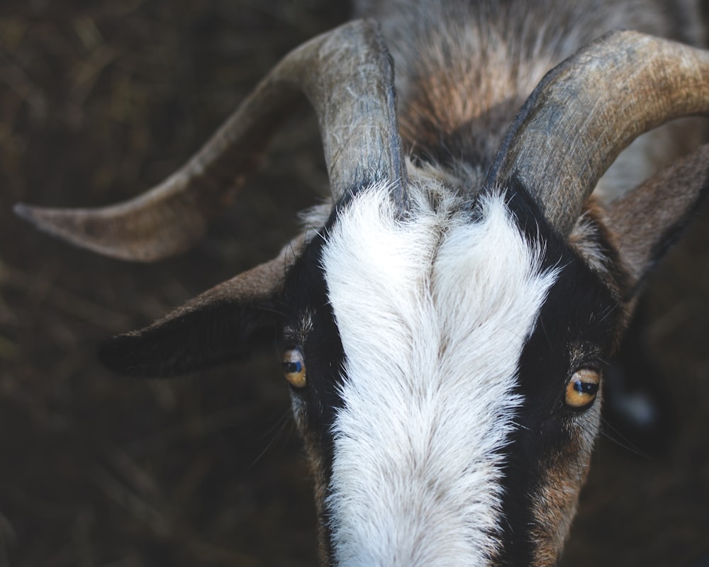 white and black goat in close up photography