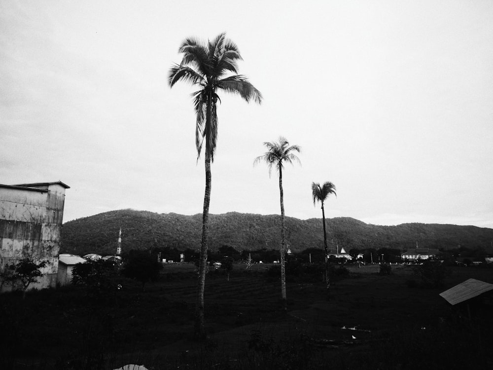 grayscale photo of palm trees