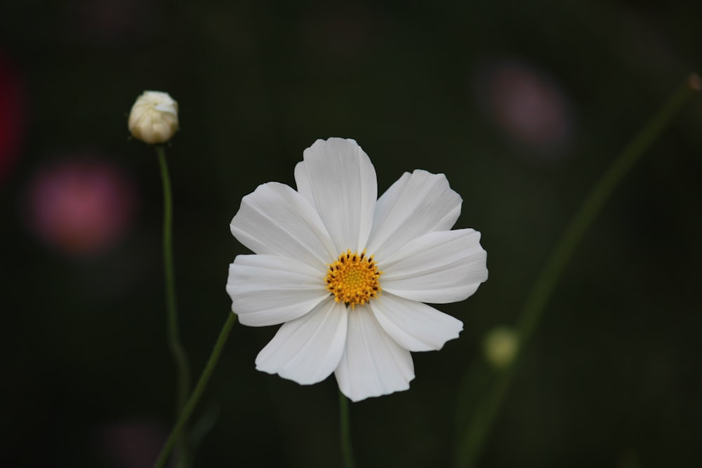 white flower in tilt shift lens