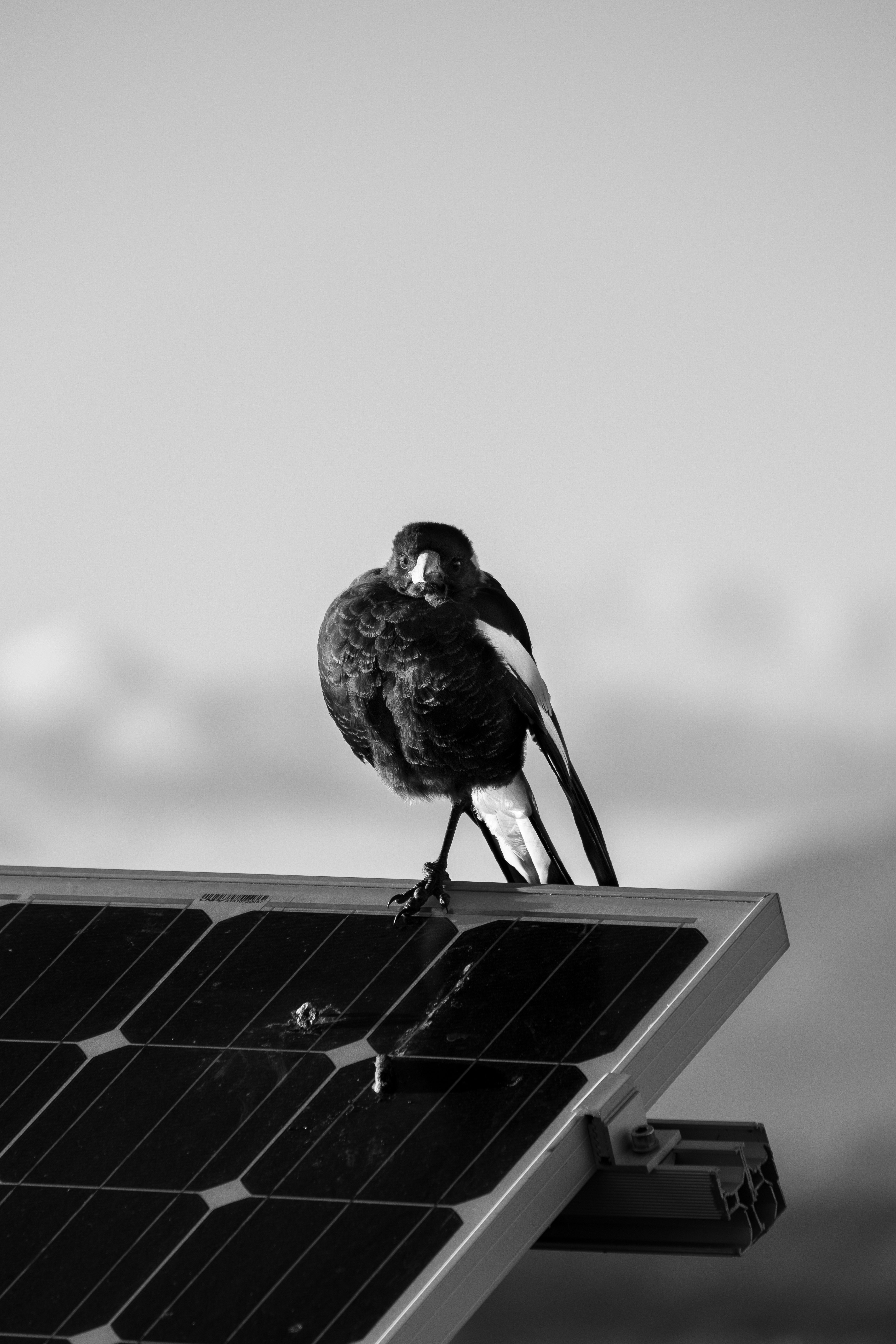 black and white bird on white wooden table