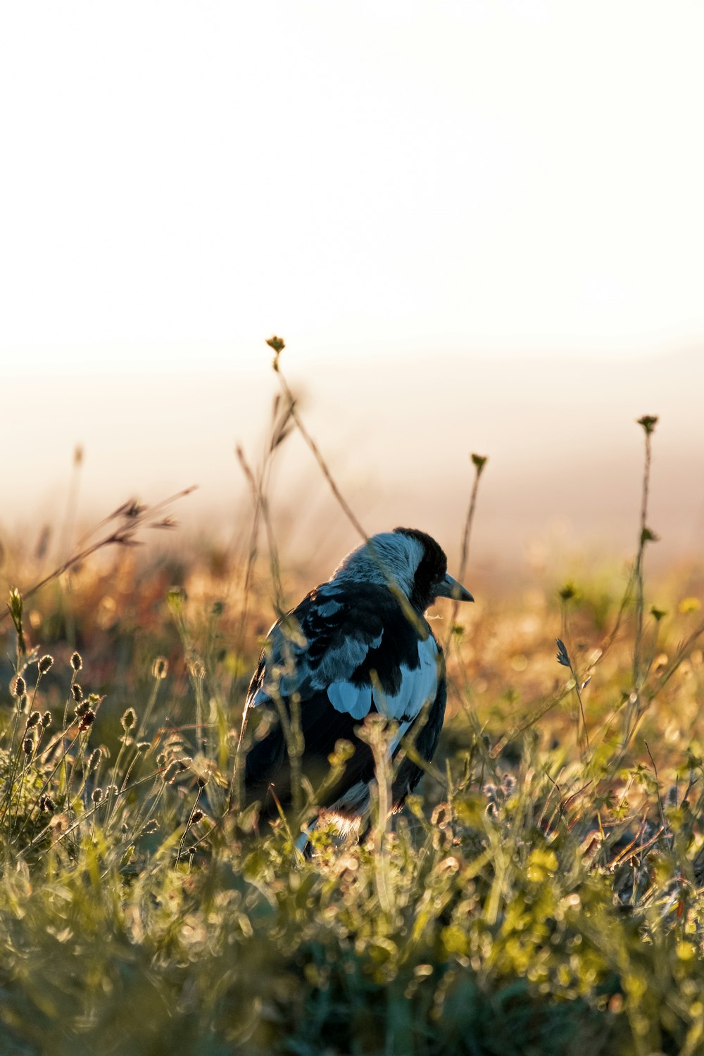 blue and black bird on green grass during daytime