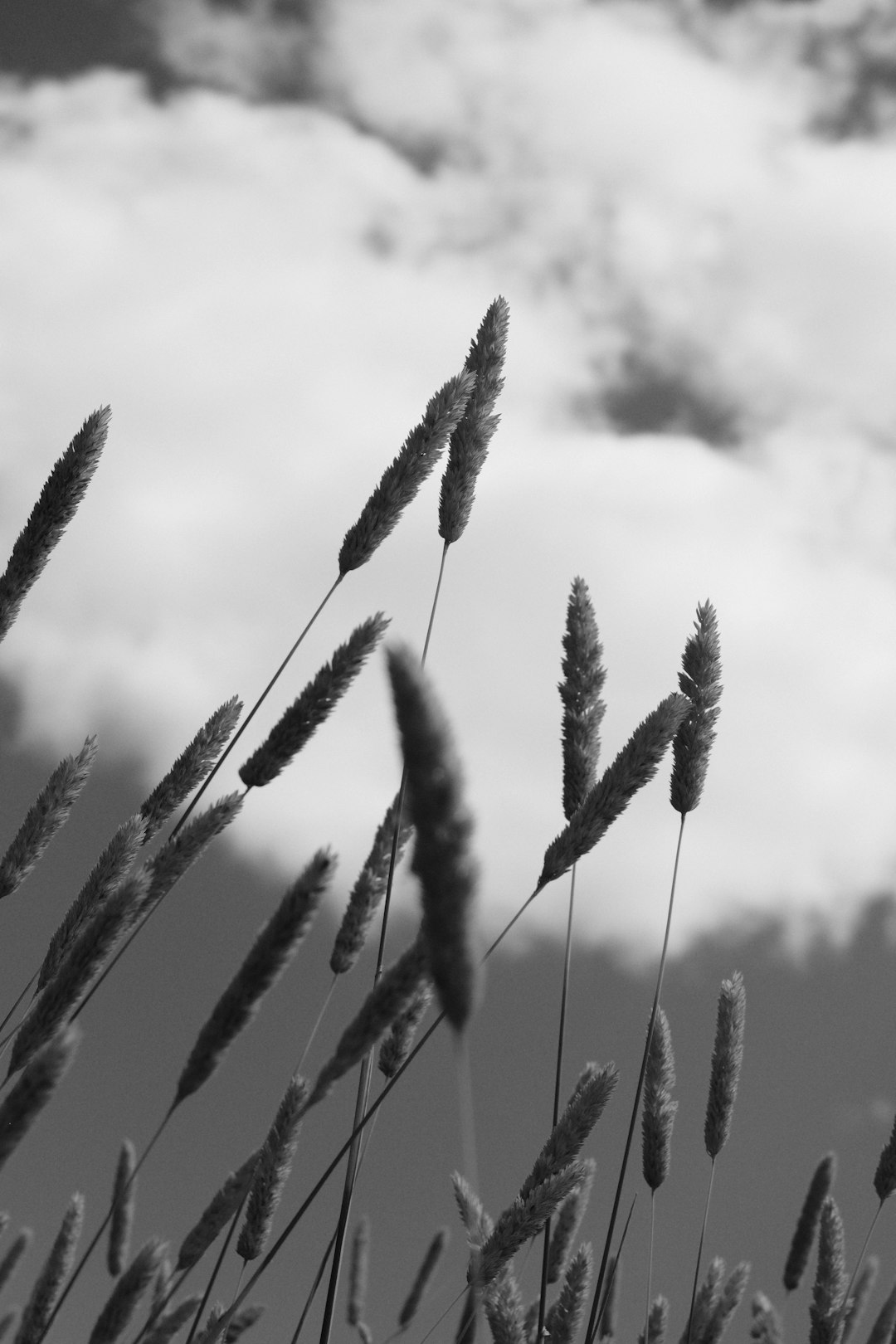 grayscale photo of plant during daytime