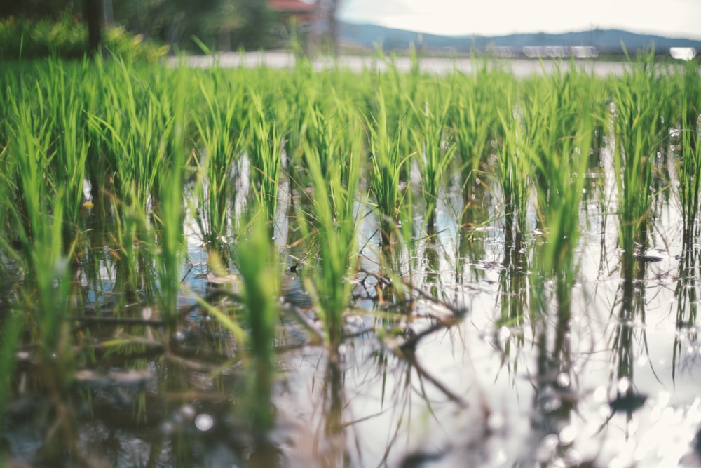 green grass on water during daytime