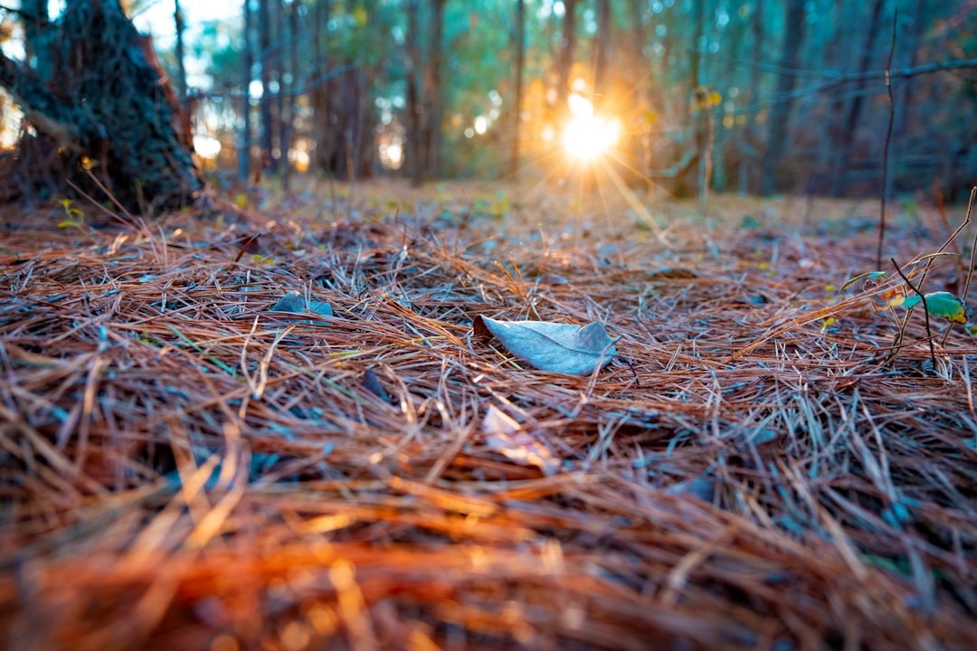 dried leaves on brown dried leaves