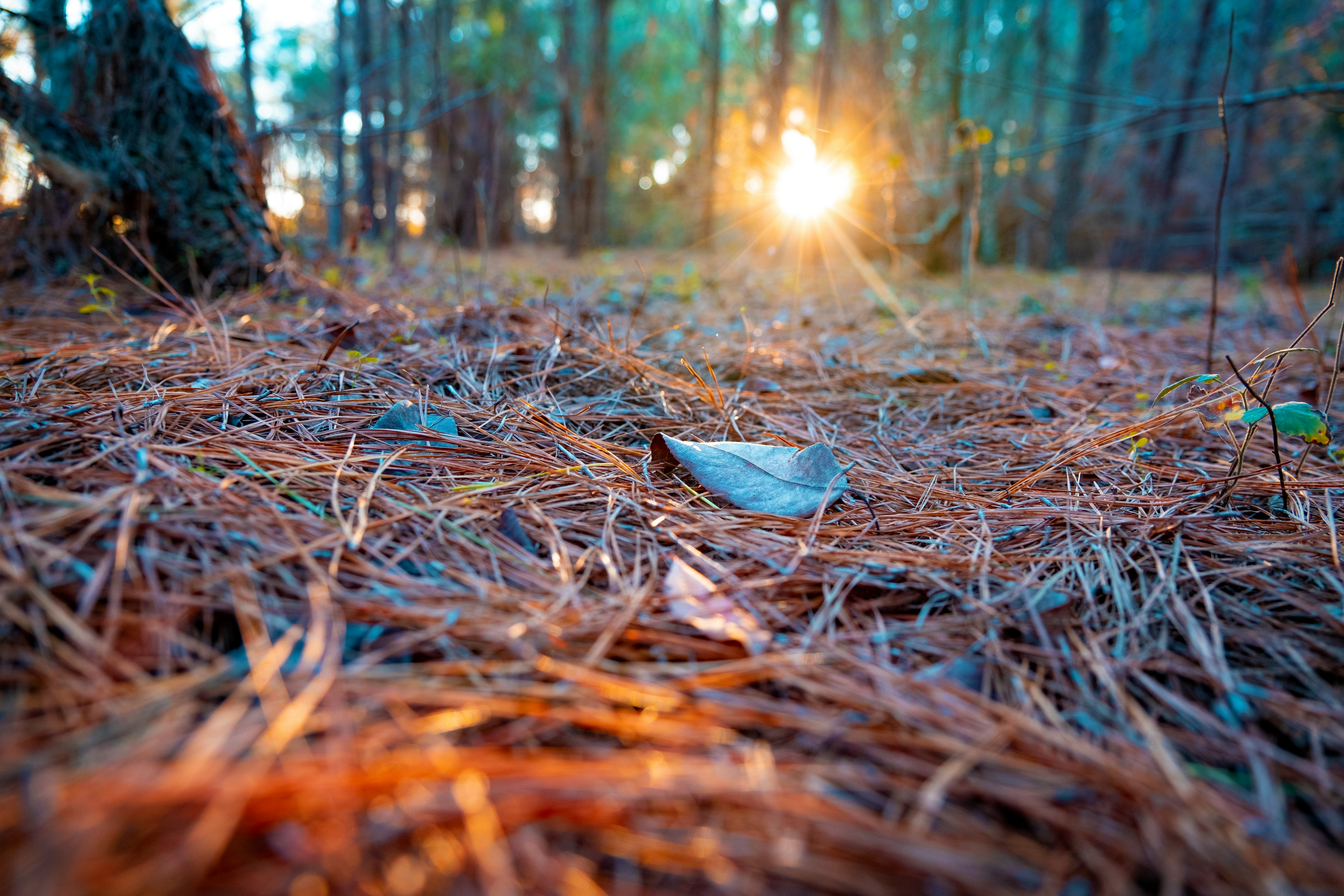 dried leaves on brown dried leaves