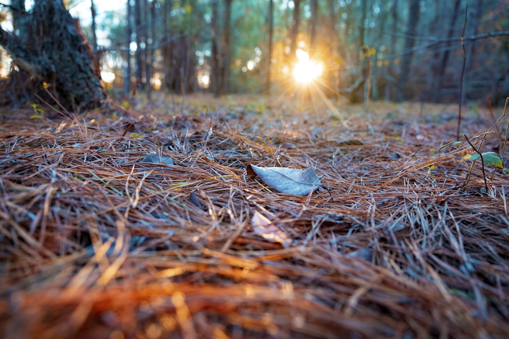 dried leaves on brown dried leaves