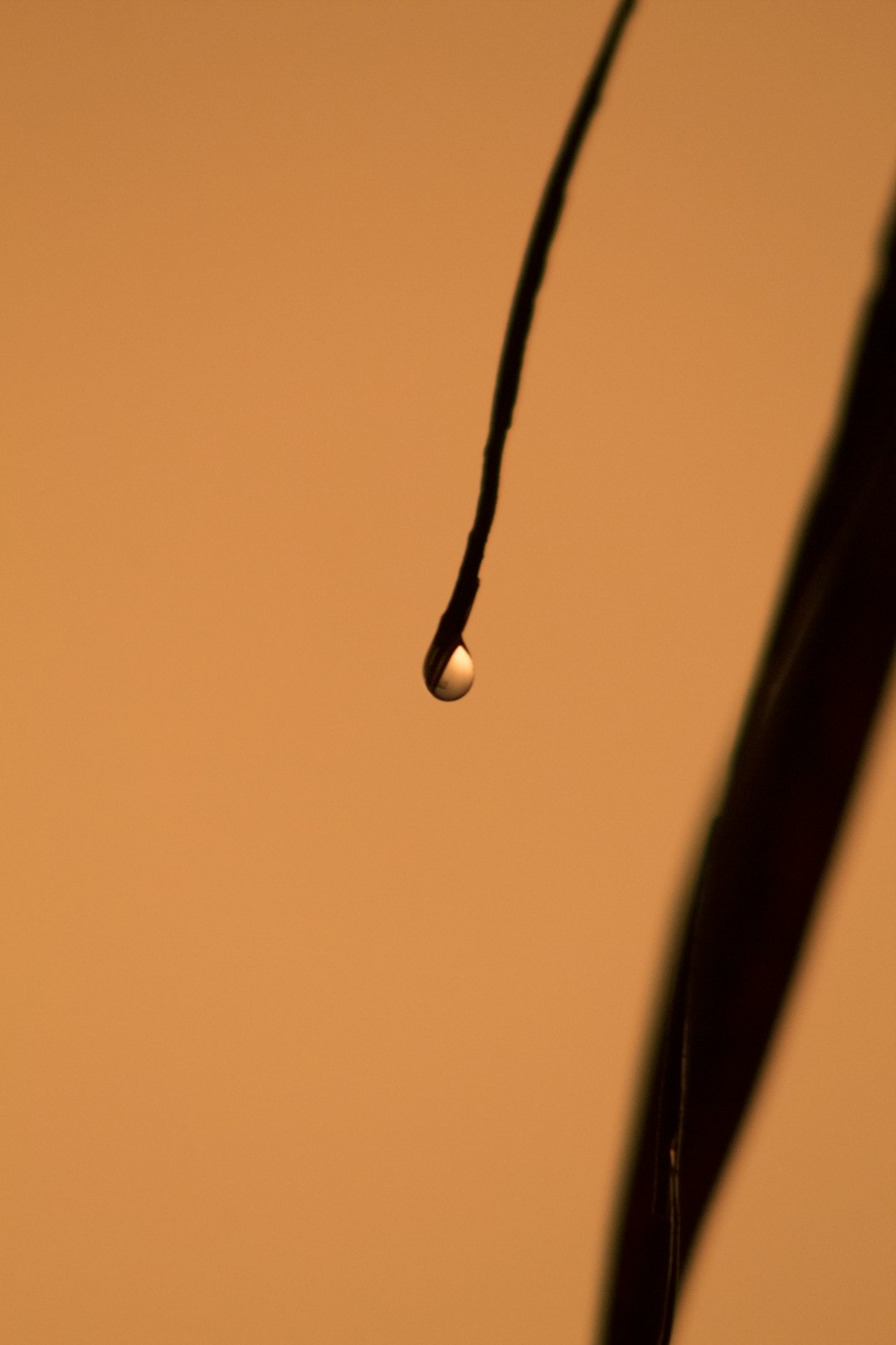 water dew on black coated wire