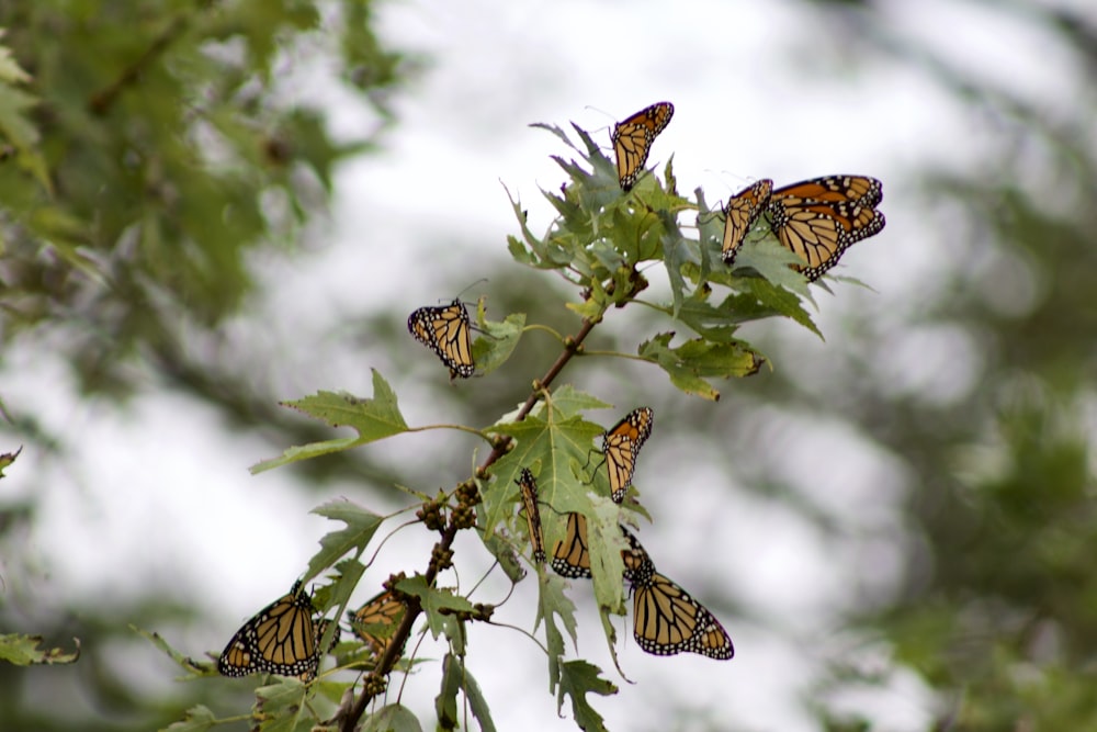 brown and black butterfly on green plant during daytime