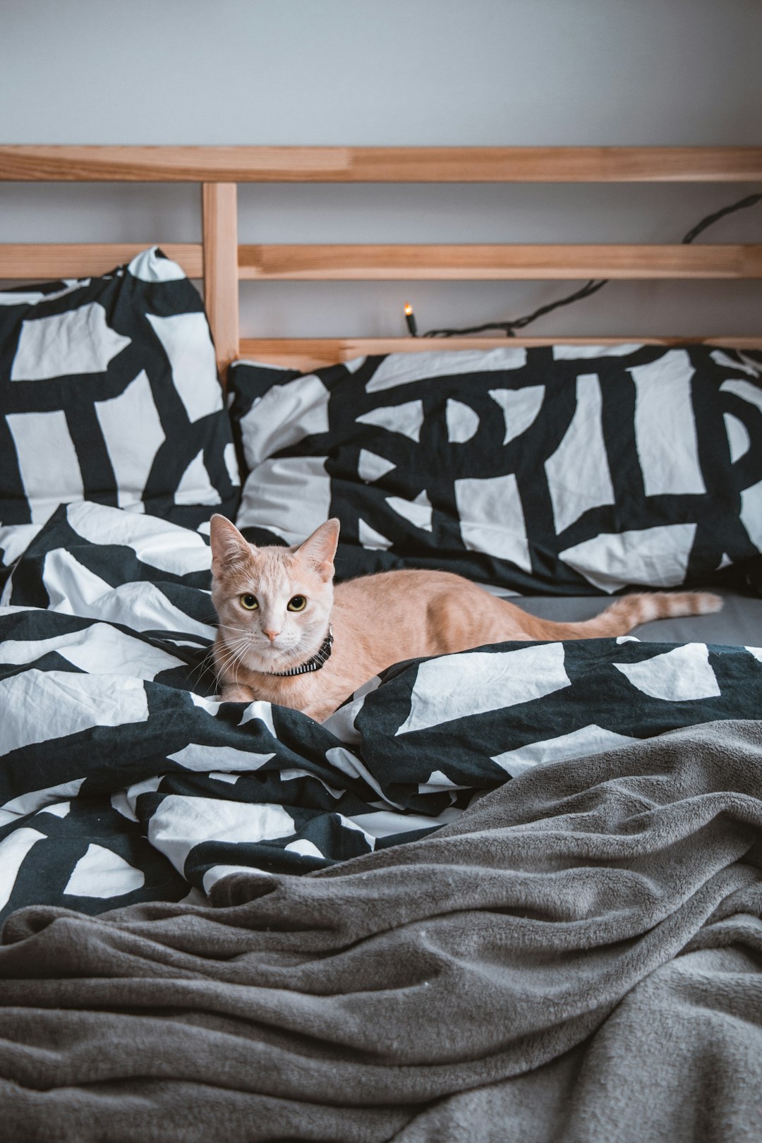 orange tabby cat on black and white zebra print textile