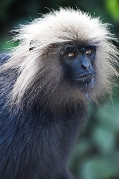 A monkey with a distinctive mane of light brown and black fur is gazing intently, with a thoughtful expression. The close-up shot highlights its expressive eyes and detailed facial features.