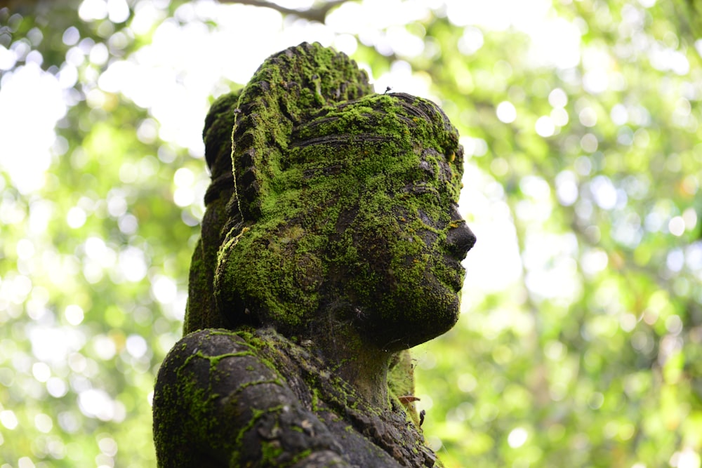 green and black tree trunk