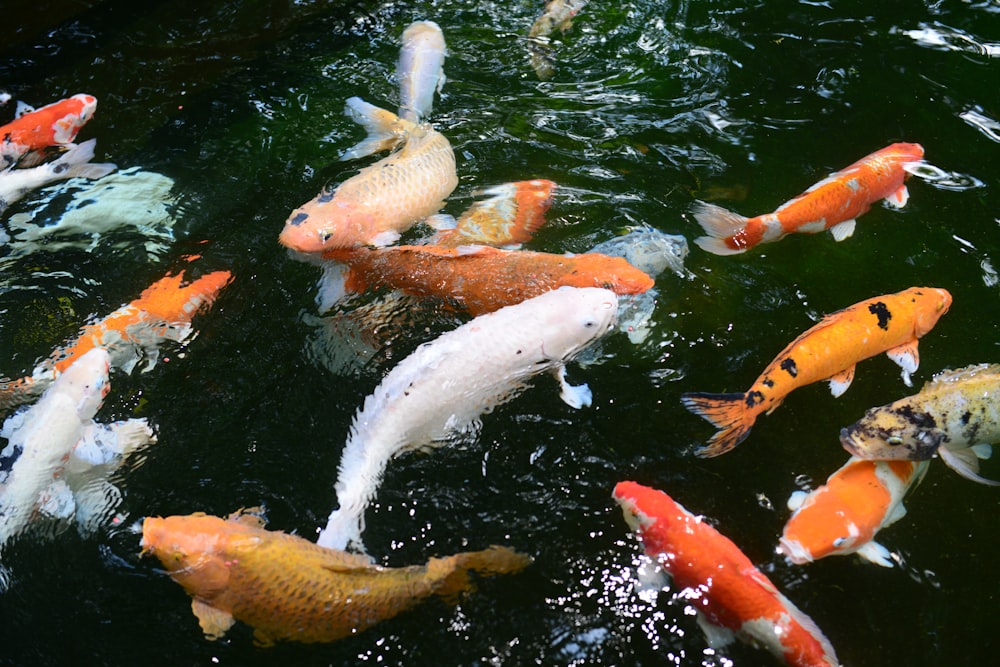 white and orange koi fishes