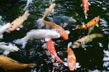 white and orange koi fish