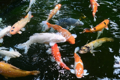 white and orange koi fish